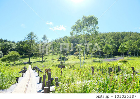 長野県諏訪郡富士見町_ 入笠湿原22 長野県諏訪郡富士見町_ 入笠湿原22 103025387
