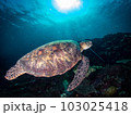 水中を泳ぐウミガメ 103025418