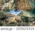 ミゾレウミウシ 103025419