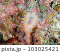コンペイトウウミウシ 103025421