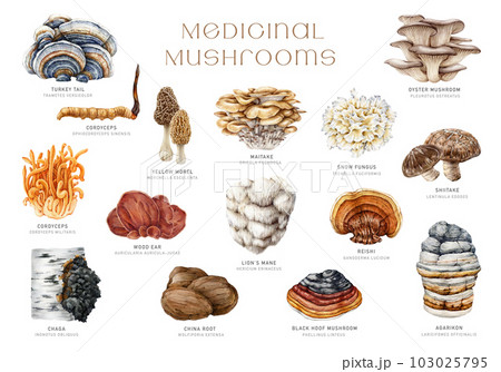 Medicinal mushrooms set. Watercolor illustration. Hand painted medicinal fungus natural elements. Lions mane, chaga, reishi, cordyceps, maitake, turkey tail mushroom collection. White background Medicinal mushrooms set. Watercolor illustration. Hand painted medicinal fungus natural elements. Lions mane, chaga, reishi, cordyceps, maitake, turkey tail mushroom collection. White background 103025795