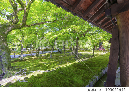 東福寺 通天橋 新緑の季節(京都市東山区) 東福寺 通天橋 新緑の季節(京都市東山区) 103025945