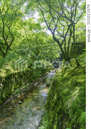 東福寺　洗玉澗　新緑の庭園（京都市東山区） 103025974