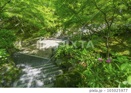 東福寺 洗玉澗 新緑の庭園(京都市東山区) 東福寺 洗玉澗 新緑の庭園(京都市東山区) 103025977