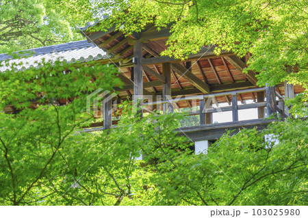東福寺　洗玉澗　通天橋を望む　新緑の庭園（京都市東山区） 103025980