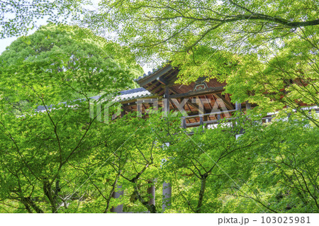 東福寺　洗玉澗　通天橋を望む　新緑の庭園（京都市東山区） 103025981