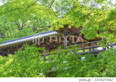 東福寺　洗玉澗　通天橋を望む　新緑の庭園（京都市東山区） 103025982