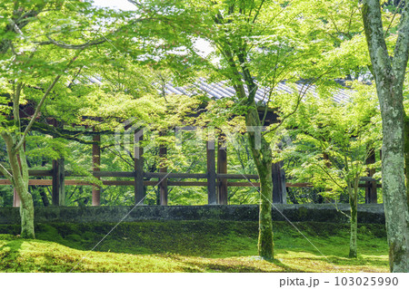 東福寺 洗玉澗 通天橋を望む 新緑の庭園(京都市東山区) 東福寺 洗玉澗 通天橋を望む 新緑の庭園(京都市東山区) 103025990