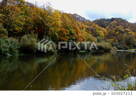 紅葉した晩秋の尻別川 103027211