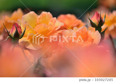 バラの花　万博記念公園　平和のバラ園　吹田市 103027285