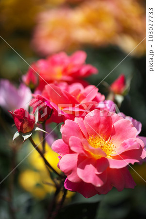 お花畑に咲く赤い可愛いバラの花 103027733