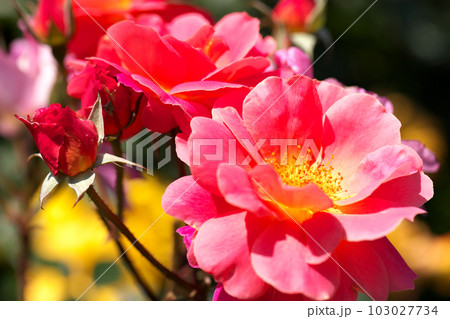 お花畑に咲く赤い可愛いバラの花 103027734