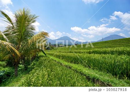 爽やかなジャティルイのライステラス 103027918