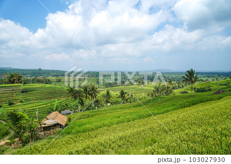 爽やかな景色が広がるジャティルイのライステラス 爽やかな景色が広がるジャティルイのライステラス 103027930
