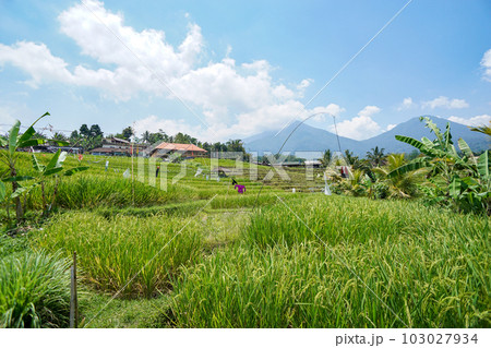 ジャティルイのライステラスを散策! ジャティルイのライステラスを散策! 103027934