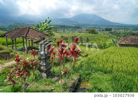 ジャティルイのライステラスと祠の風景 103027936
