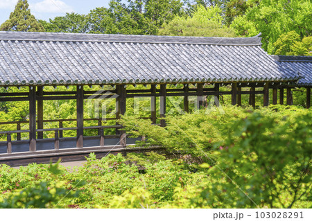 東福寺 洗玉澗 新緑に包まれた通天橋(京都市東山区) 東福寺 洗玉澗 新緑に包まれた通天橋(京都市東山区) 103028291