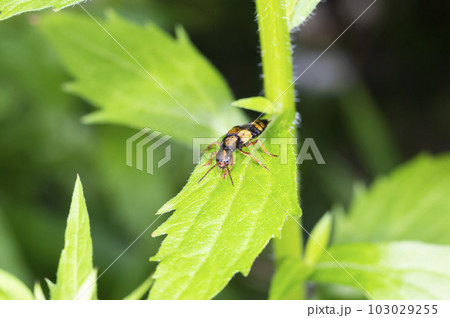 キンボシマルズオオハネカクシ キンボシマルズオオハネカクシ 103029255