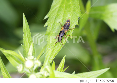 キンボシマルズオオハネカクシ キンボシマルズオオハネカクシ 103029256