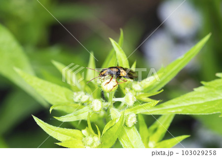キンボシマルズオオハネカクシ キンボシマルズオオハネカクシ 103029258