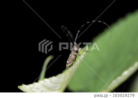 ヒメヒゲナガカミキリ 103029279