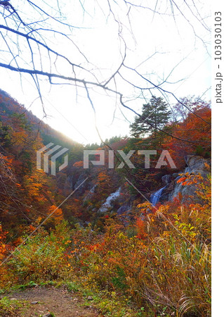 面白山紅葉川渓谷　紅葉　黄葉 103030103