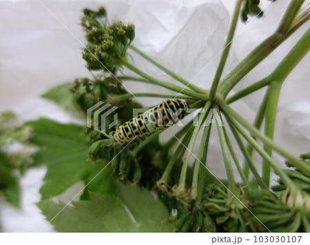 アゲハ蝶　アゲハチョウ　キアゲハ　蝶　チョウ 103030107