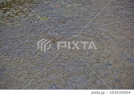 雨粒と波紋 雨粒と波紋 103030904
