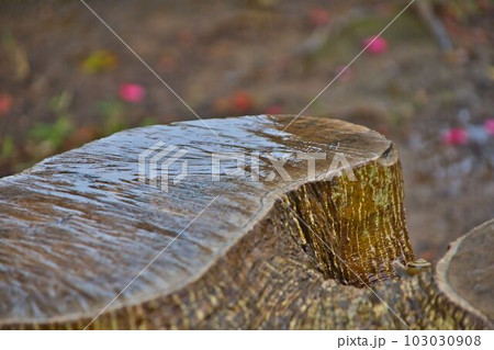 雨の日の切り株 103030908