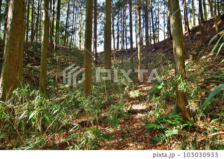 大和 龍王山城 北城と南城 曲輪や土塁群 大和 龍王山城 北城と南城 曲輪や土塁群 103030933