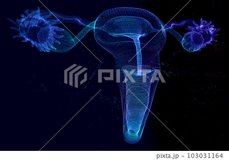 Human Organ Uterus and Ovaries Female Reproductive. Polygonal Low Poly Background Human Organ Uterus and Ovaries Female Reproductive. Polygonal Low Poly Background 103031164