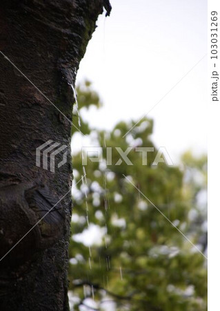 木から滴る水滴 103031269