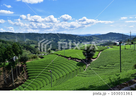 京都和束町の円形茶畑 103031361