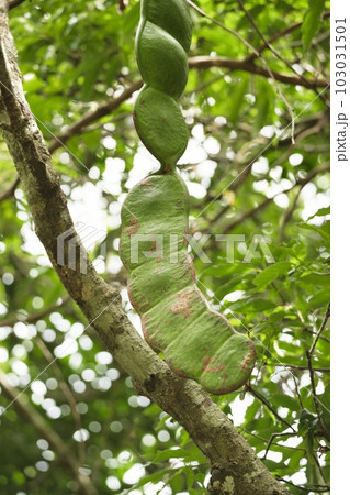 モダマ モダマ 103031501