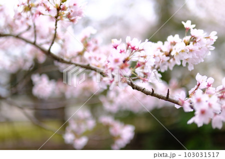 桜の花の風景 桜の花の風景 103031517