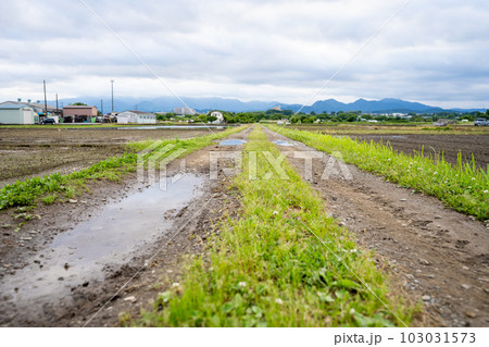 遠くまで続く田んぼの畦道 遠くまで続く田んぼの畦道 103031573