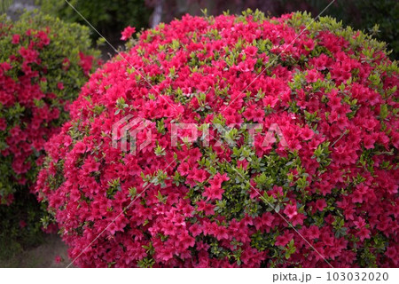 ツツジ ツツジ 103032020