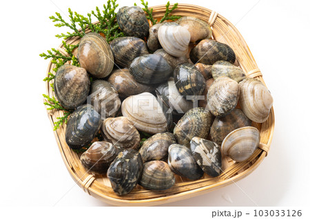 活けあさり貝 103033126