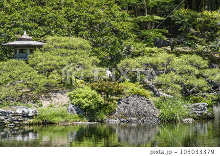 京都御所（2023年春）御池庭　鶴島 103033379