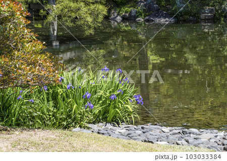 京都御所(2023年春)御池庭のカキツバタ 京都御所(2023年春)御池庭のカキツバタ 103033384