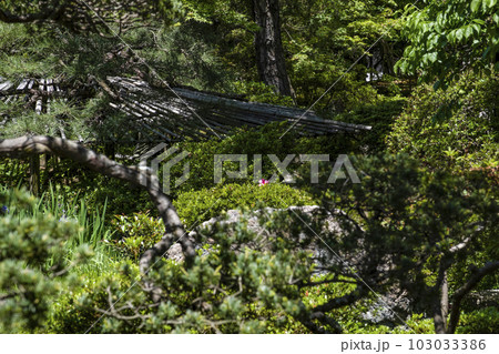 京都御所（2023年春）御内庭 103033386