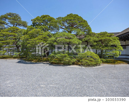 京都御所の松 京都御所の松 103033390