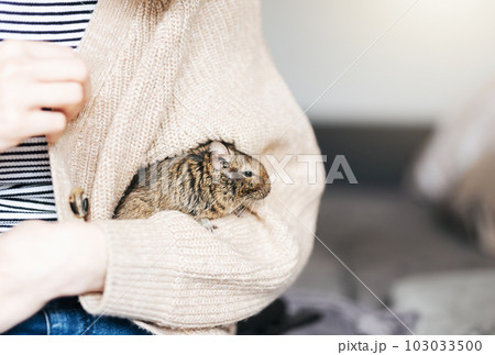 Young girl playing with small animal degu squirrel. Young girl playing with small animal degu squirrel. 103033500