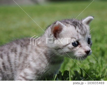可愛い子猫たちと公園で遊ぶ 103035469