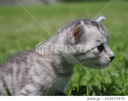 可愛い子猫たちと公園で遊ぶ 103035470