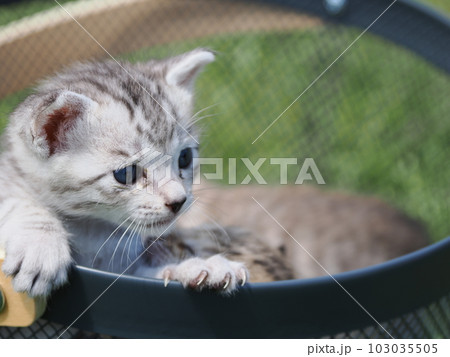 可愛い子猫たちと公園で遊ぶ 103035505