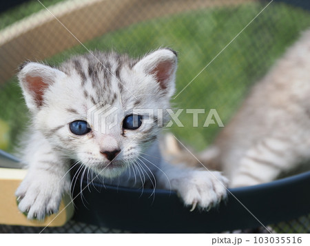 可愛い子猫たちと公園で遊ぶ 103035516