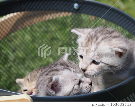 可愛い子猫たちと公園で遊ぶ 103035518