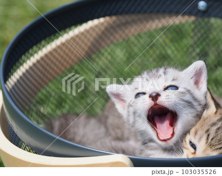 可愛い子猫たちと公園で遊ぶ 103035526