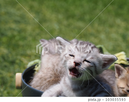 可愛い子猫たちと公園で遊ぶ 可愛い子猫たちと公園で遊ぶ 103035593